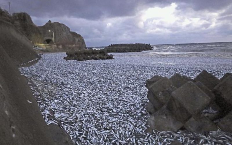 1507275-11-20231214122628-tons-fish-mysteriously-wash-ashore-japan