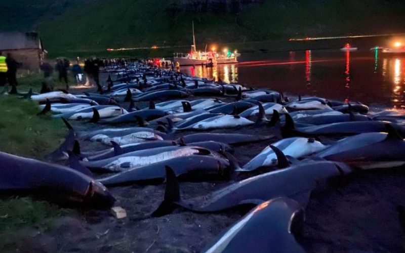 In this image released by Sea Shepherd Conservation Society the carcasses of dead white-sided dolphins lay on a beach after being pulled from the blood-stained water on the island of Eysturoy which is part of the Faeroe Islands Sunday Sept. 12, 2021. The dolphins were part of a slaughter of 1,428 white-sided dolphins that is part of a four-century-old traditional drive of sea mammals into shallow water where they are killed for their meat and blubber. (Sea Shepherd via AP)