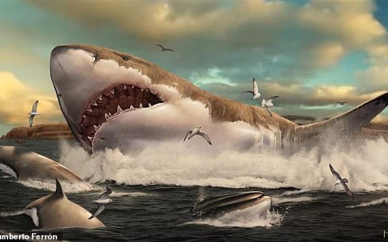 36056392-8982765-Slow_to_reproduce_megalodon_nurseries_likely_contributed_to_the_-a-34_1606238723678
