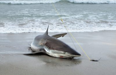 Bronze-Whaler-Shark-on-beach-768x461