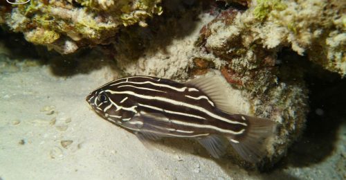 Golden-striped soapfish