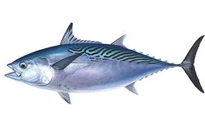 Kawakawa tuna - Photo: Tridge