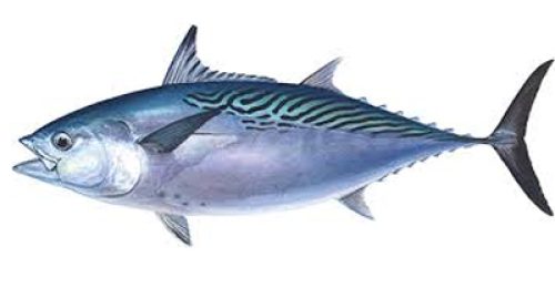 Kawakawa tuna - Photo: Tridge