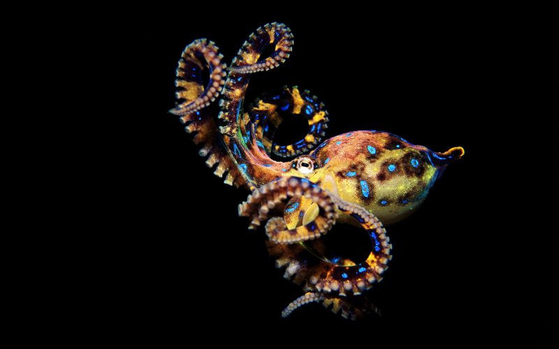 Octopus-BlueRinged
