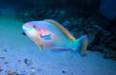 Colorful Daisy parrotfish (Chlorurus sordidus) on the tropical coral reef.