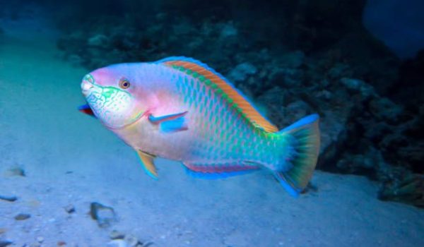 Colorful Daisy parrotfish (Chlorurus sordidus) on the tropical coral reef.