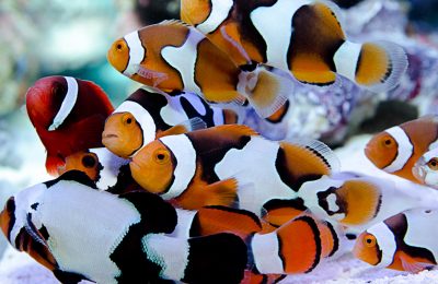 Reef aquarium fish