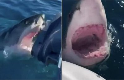 Terrifying-moment-massive-great-white-shark-attacks-familyaposs-tiny-boat