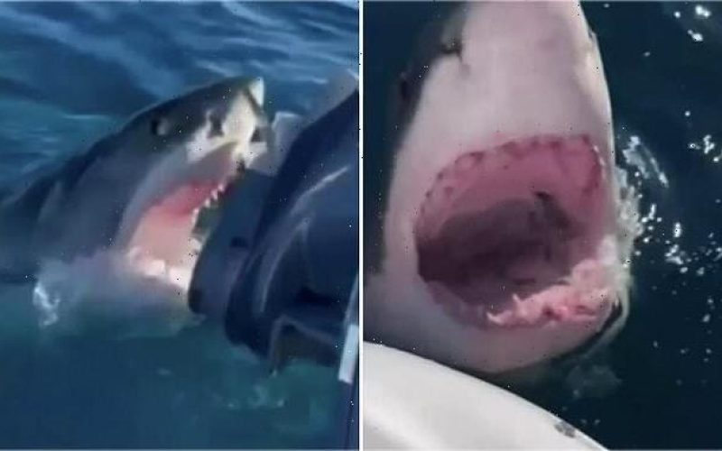 Terrifying-moment-massive-great-white-shark-attacks-familyaposs-tiny-boat