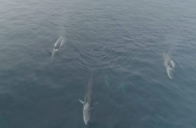 Whales-showing-scarring-under-the-water.--scaled-e1612782453689