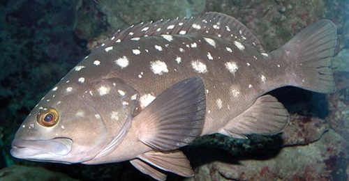 White-spotted grouper