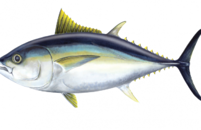 bigeye-tuna