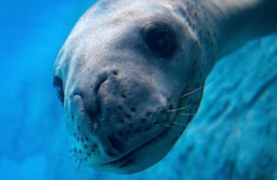 leopard-seal