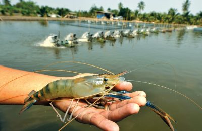 shrimp-farming-thailand