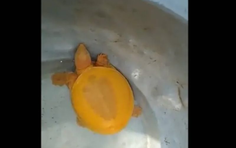 turtle yellow