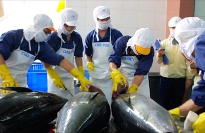 vietnamese-tuna-available-in-80-markets-worldwide-643